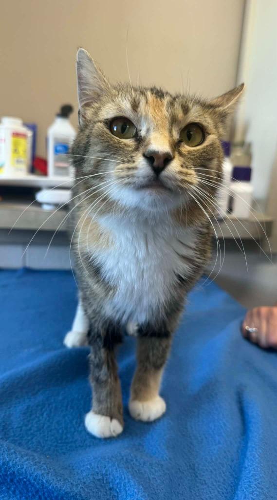 Enlarge Squally, a Adoptable mixed breed in Marion, OH image 4/4