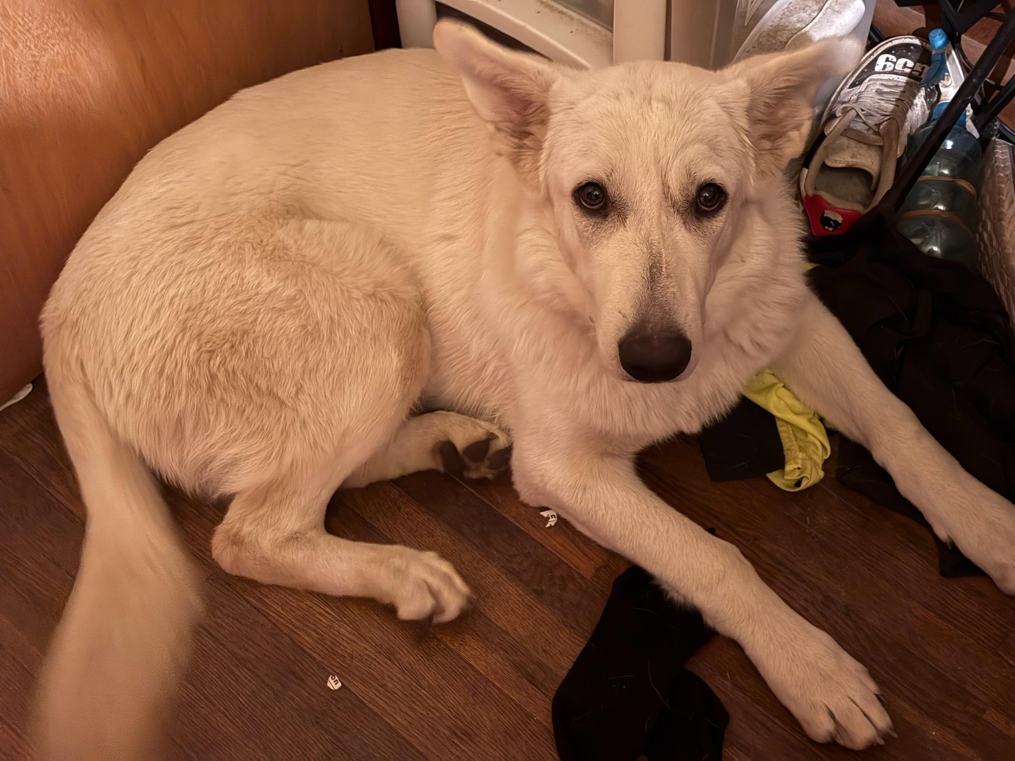 Enlarge Winnie, a ADOPTABLE mixed breed in Carey, OH image 2/3