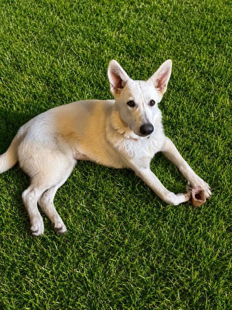 Winnie, ADOPTABLE, Young Female German Shepherd Dog.