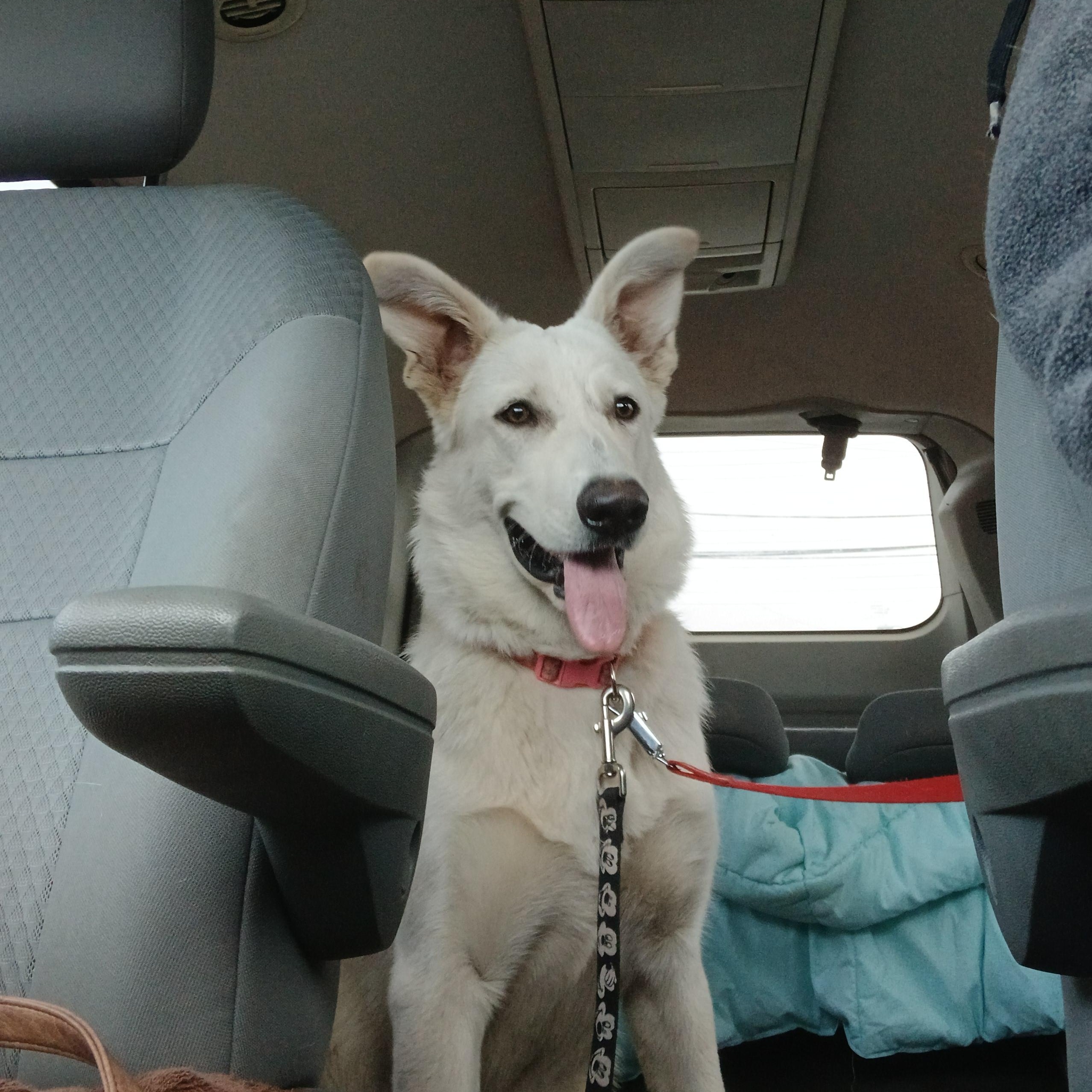 Winnie, adopted, Young Female German Shepherd Dog.