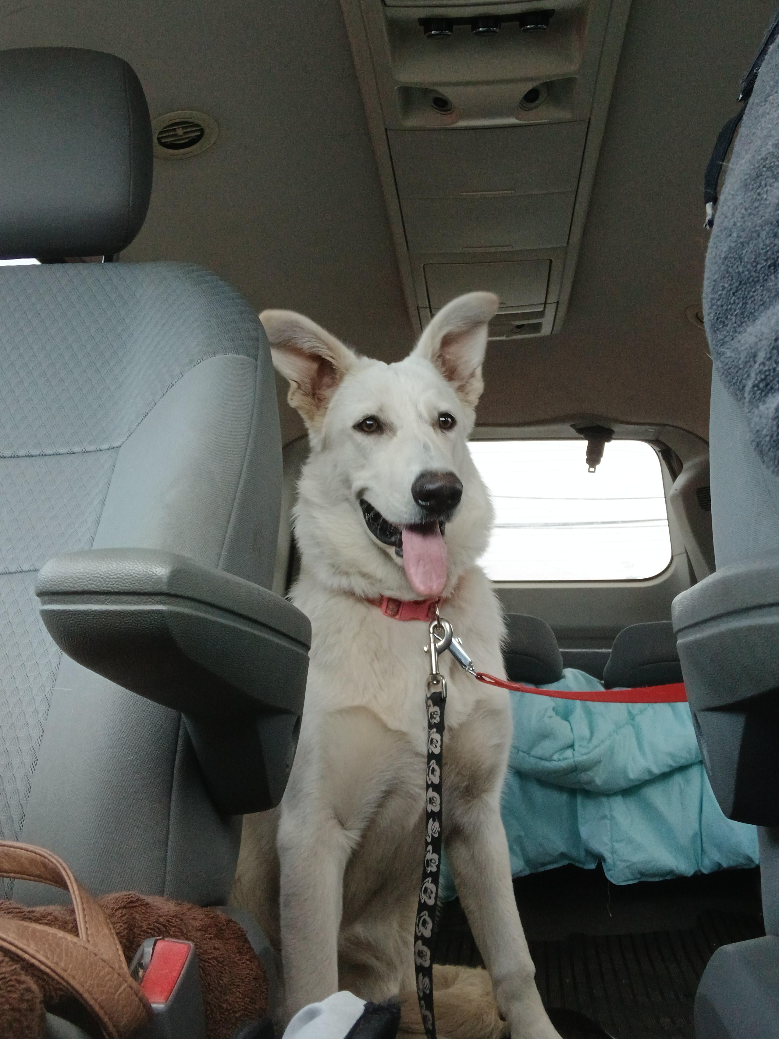 Enlarge Winnie, a ADOPTABLE mixed breed in Carey, OH image 3/3