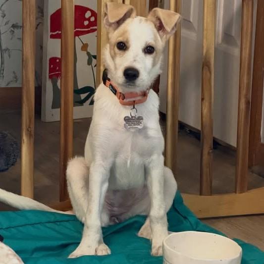 Millie, Adoptable, Puppy Female Wirehaired Terrier.
