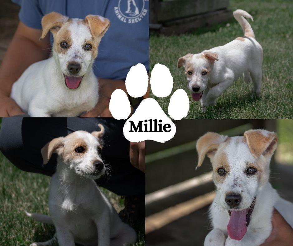 Millie, a Adoptable mixed breed in Albany, NY image 6/6