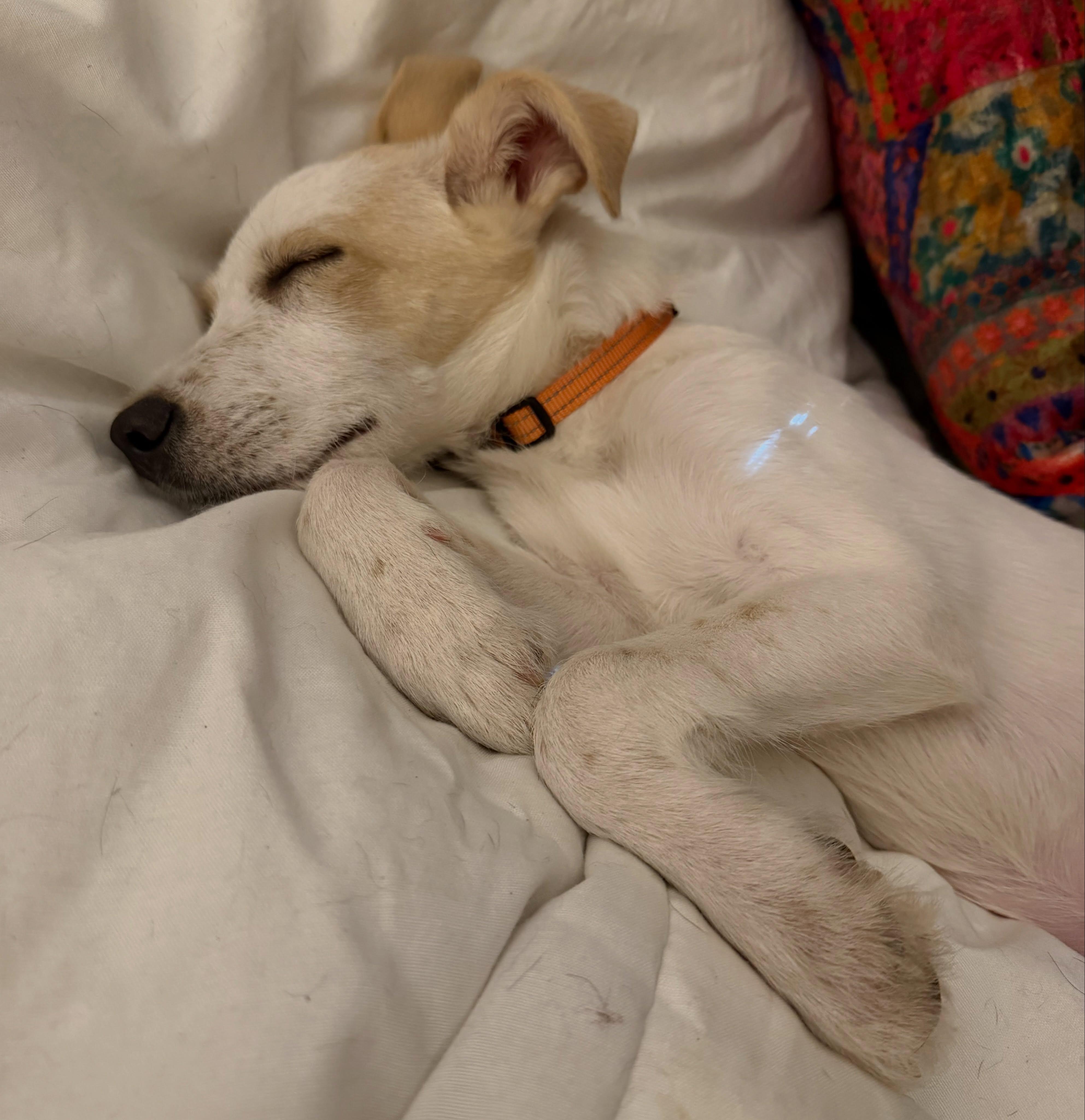 Millie, a Adoptable mixed breed in Albany, NY image 2/6