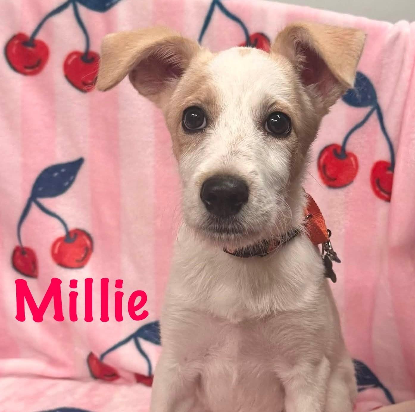Millie, a Adoptable mixed breed in Albany, NY image 4/6