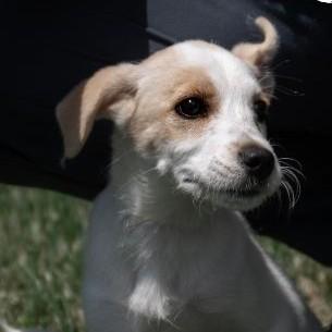 Millie, a Adoptable mixed breed in Albany, NY image 5/6