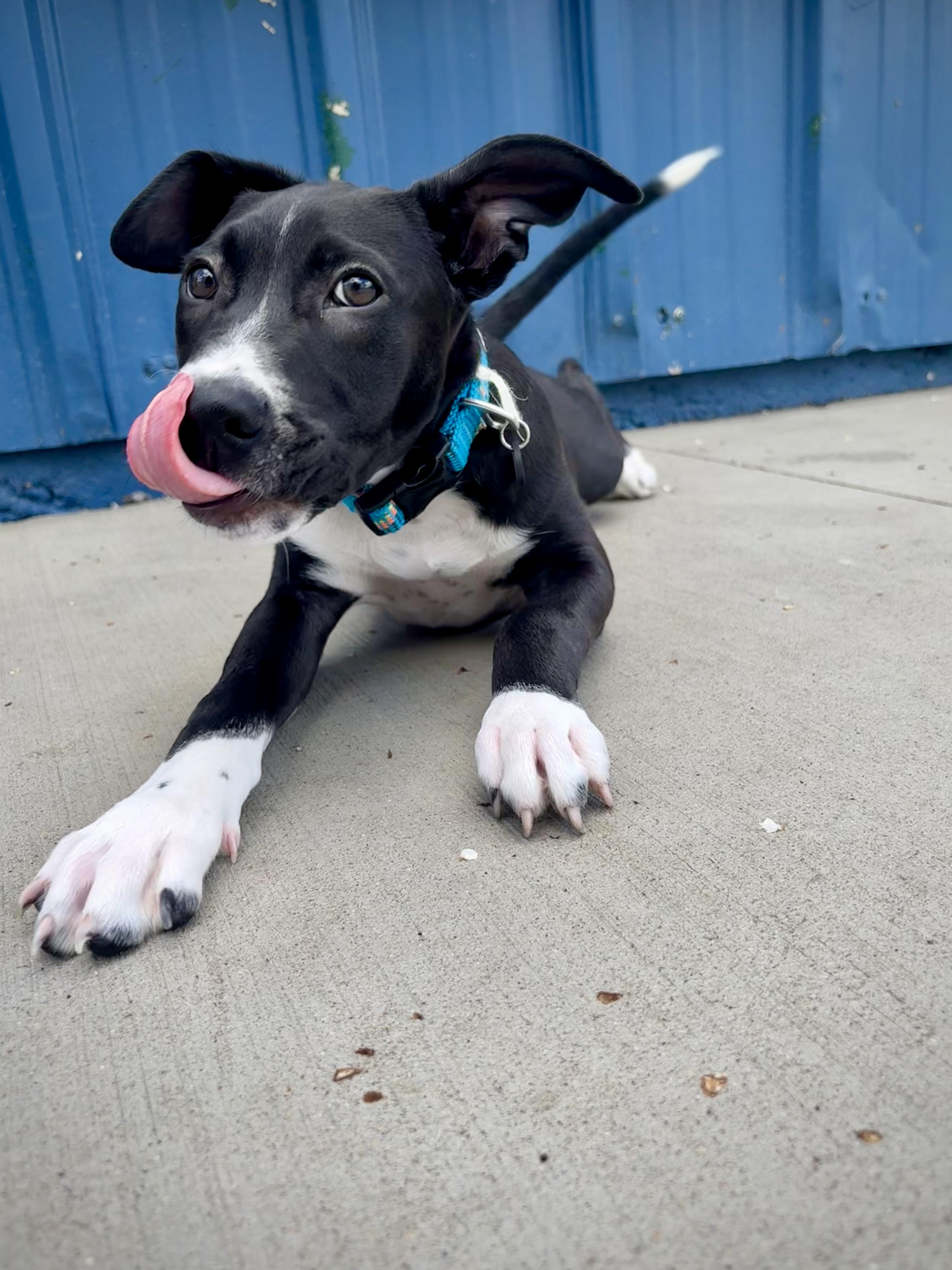 Enlarge Reno, a Adoptable mixed breed in Kalamazoo, MI image 6/6