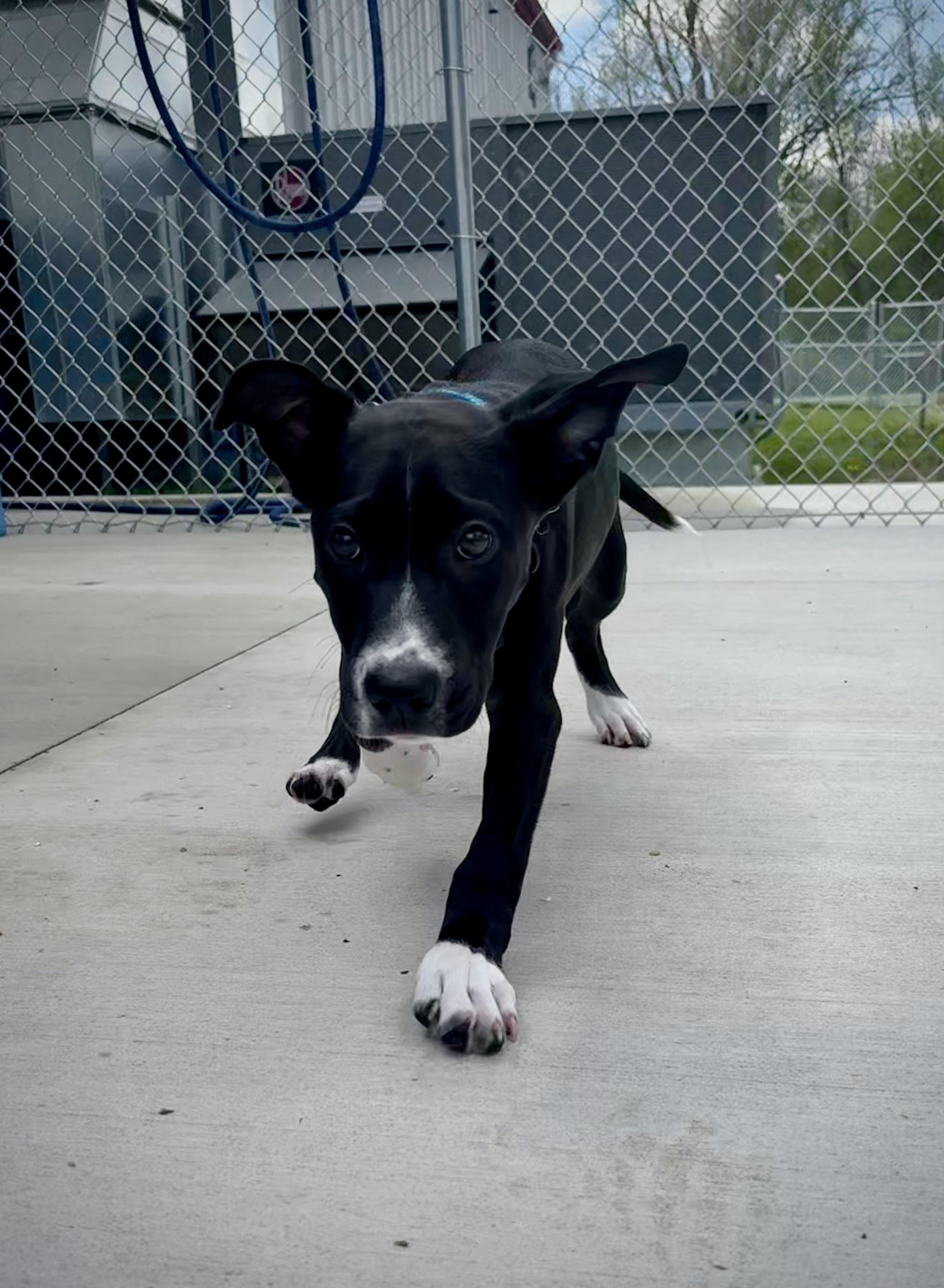 Enlarge Reno, a Adoptable mixed breed in Kalamazoo, MI image 3/6