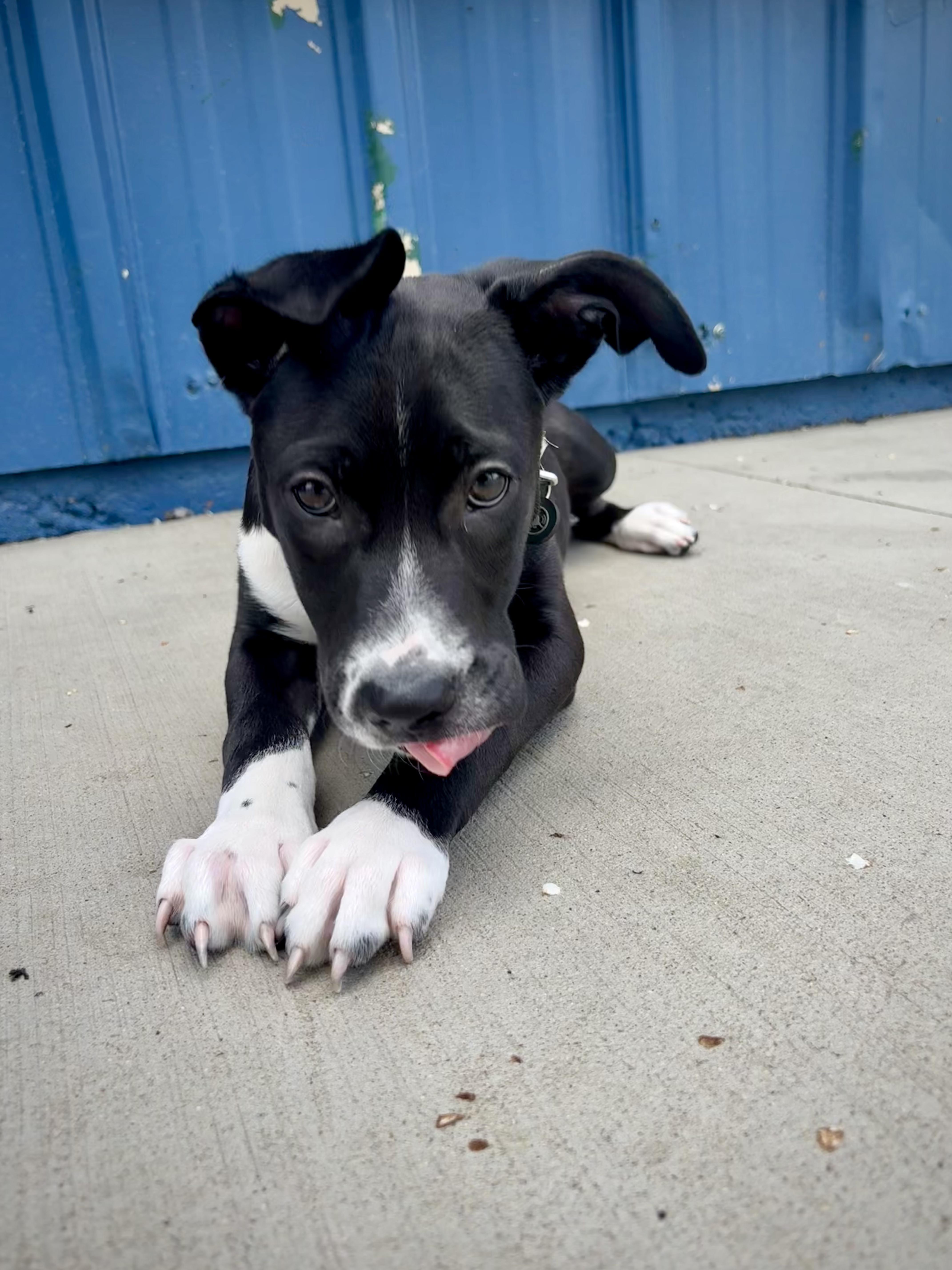 Reno, Adoptable, Puppy Male American Bulldog.
