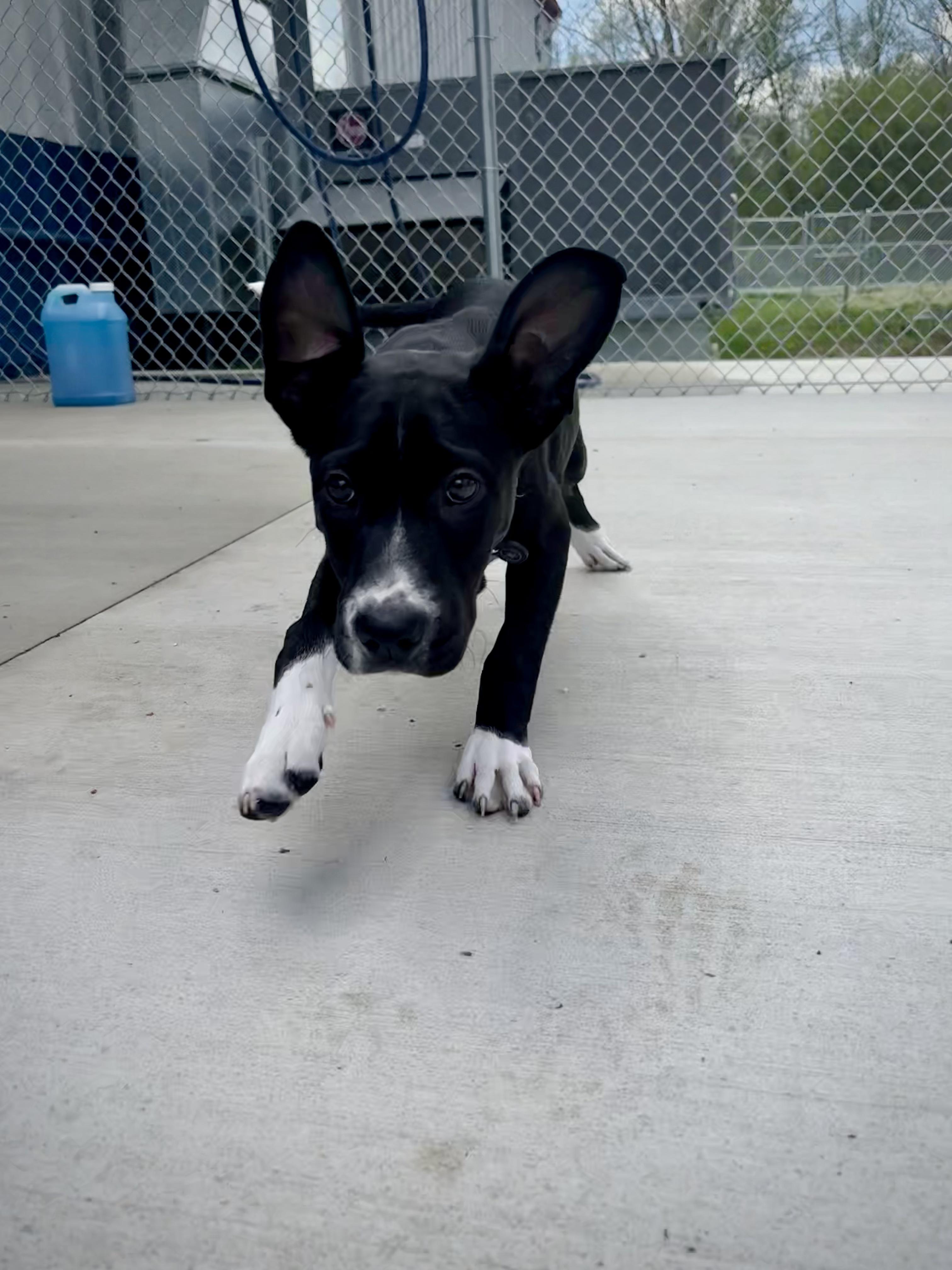 Enlarge Reno, a Adoptable mixed breed in Kalamazoo, MI image 2/6
