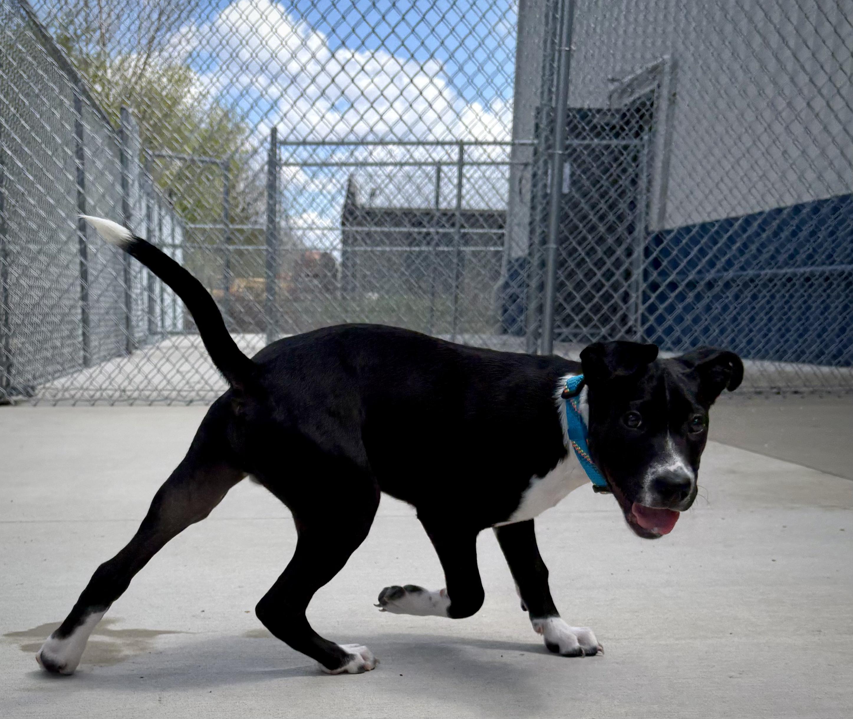 Enlarge Reno, a Adoptable mixed breed in Kalamazoo, MI image 5/6
