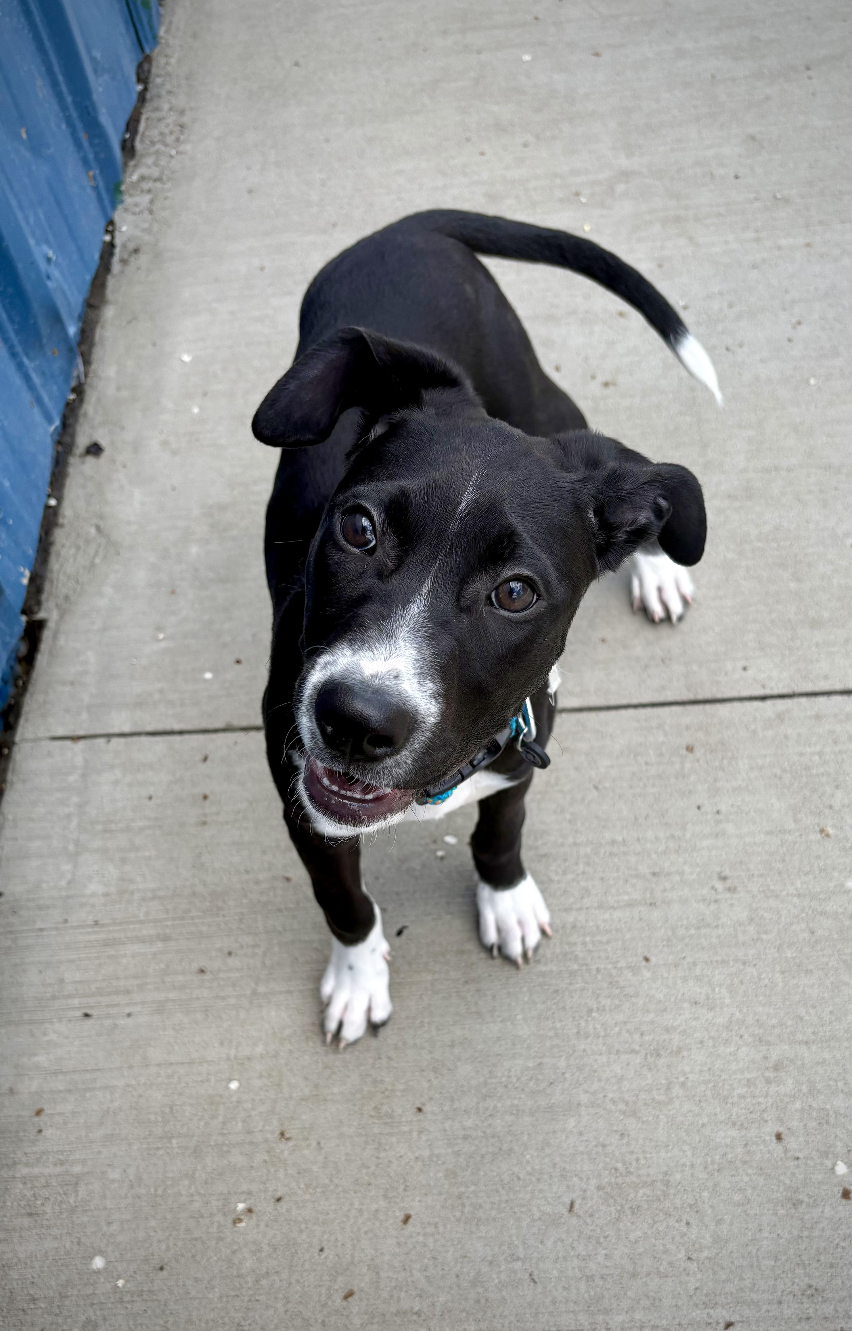 Enlarge Reno, a Adoptable mixed breed in Kalamazoo, MI image 4/6