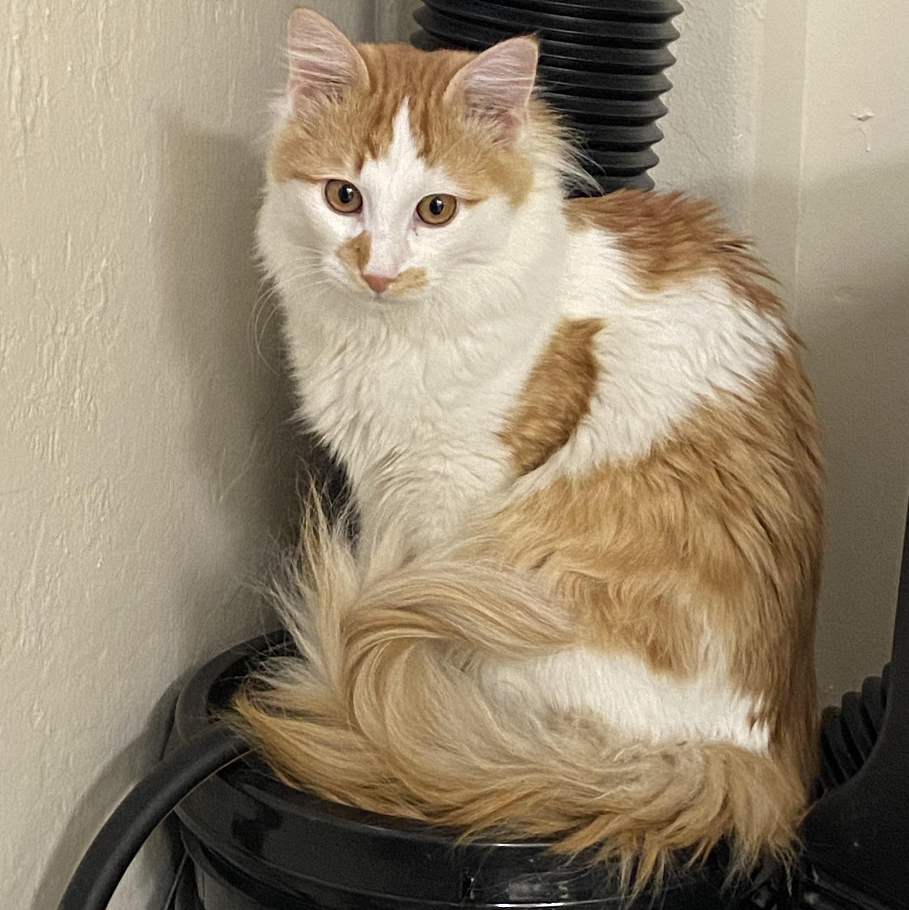 Houdini, Adoptable, Young Male Domestic Medium Hair.