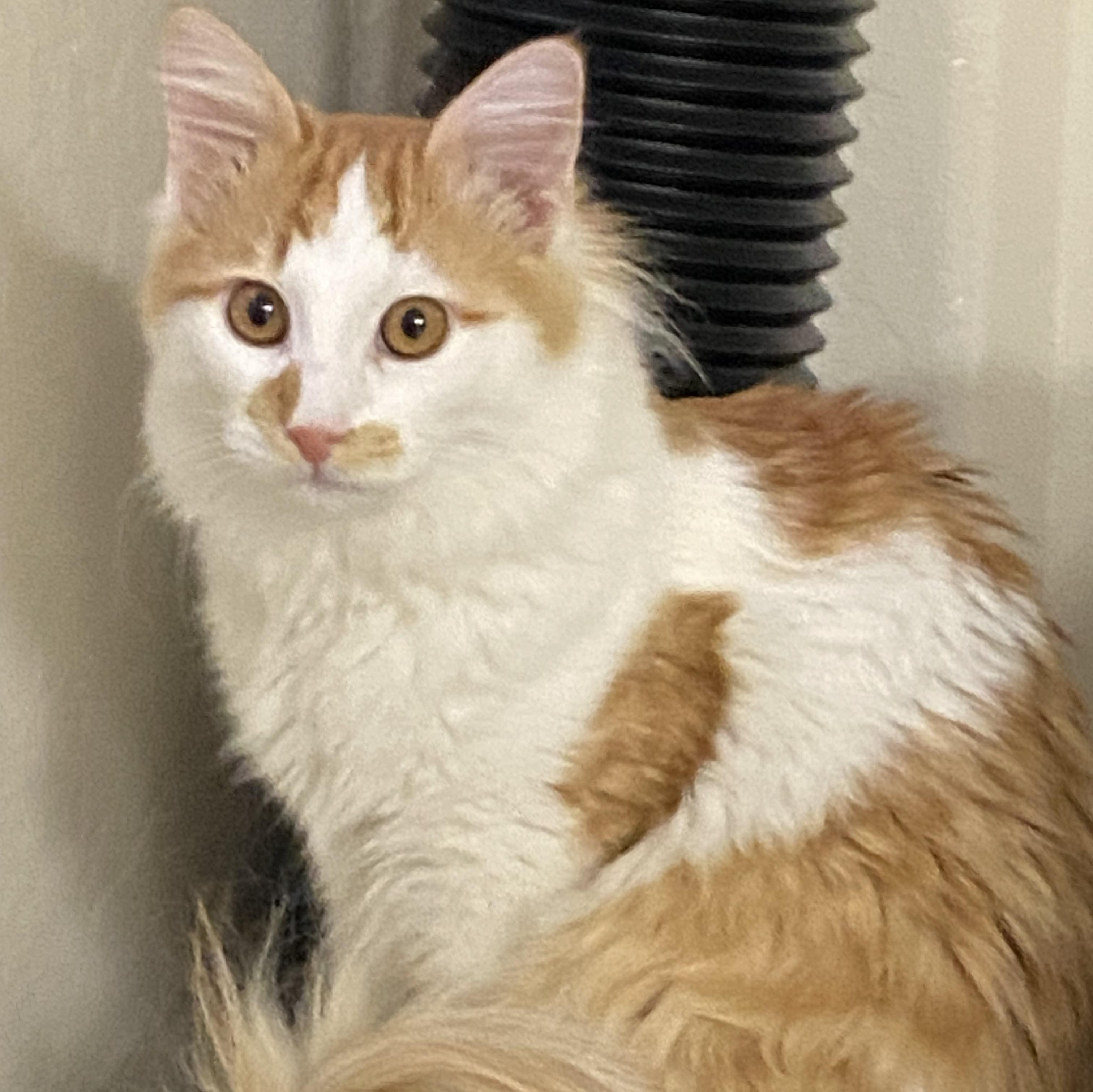 Houdini, a Adoptable Domestic Medium Hair in South San Francisco, CA image 2/3