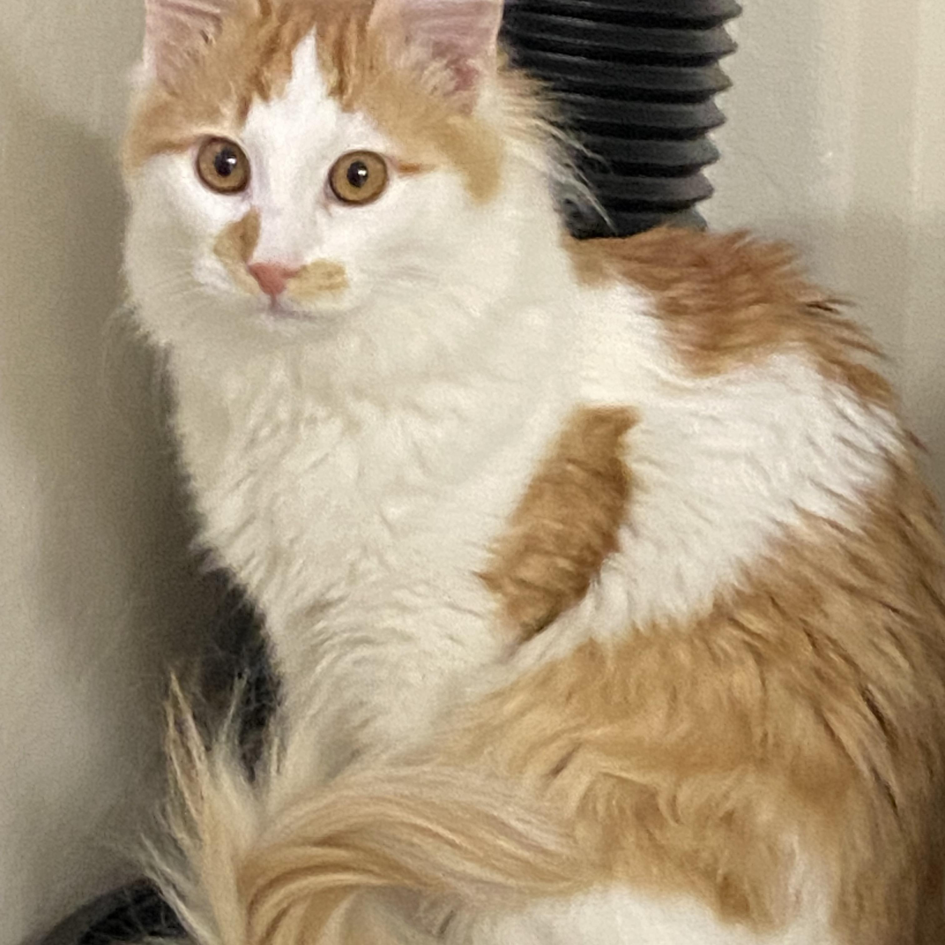 Houdini, Adoptable, Young Male Domestic Medium Hair.