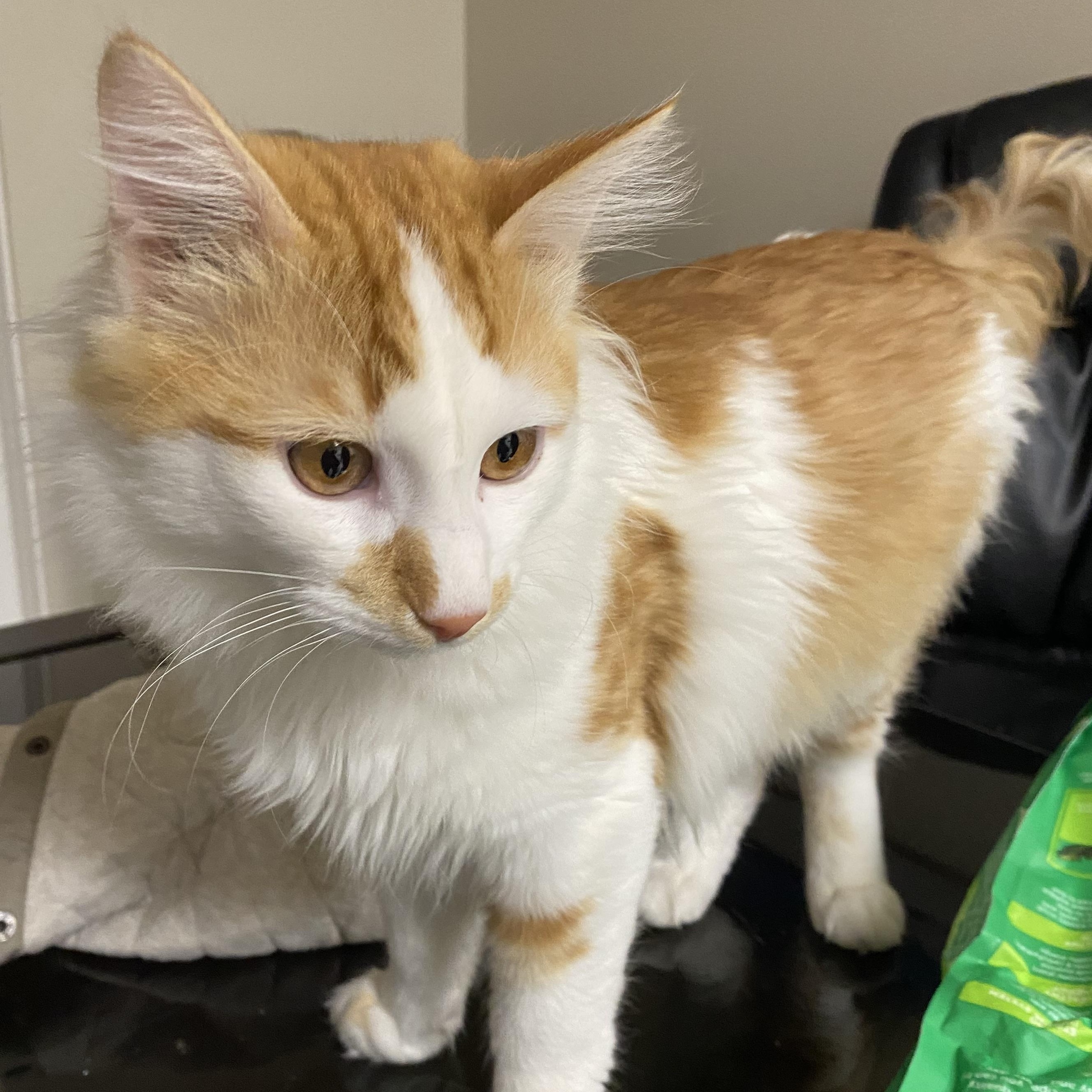 Enlarge Houdini, a Adoptable Domestic Medium Hair in South San Francisco, CA image 2/2