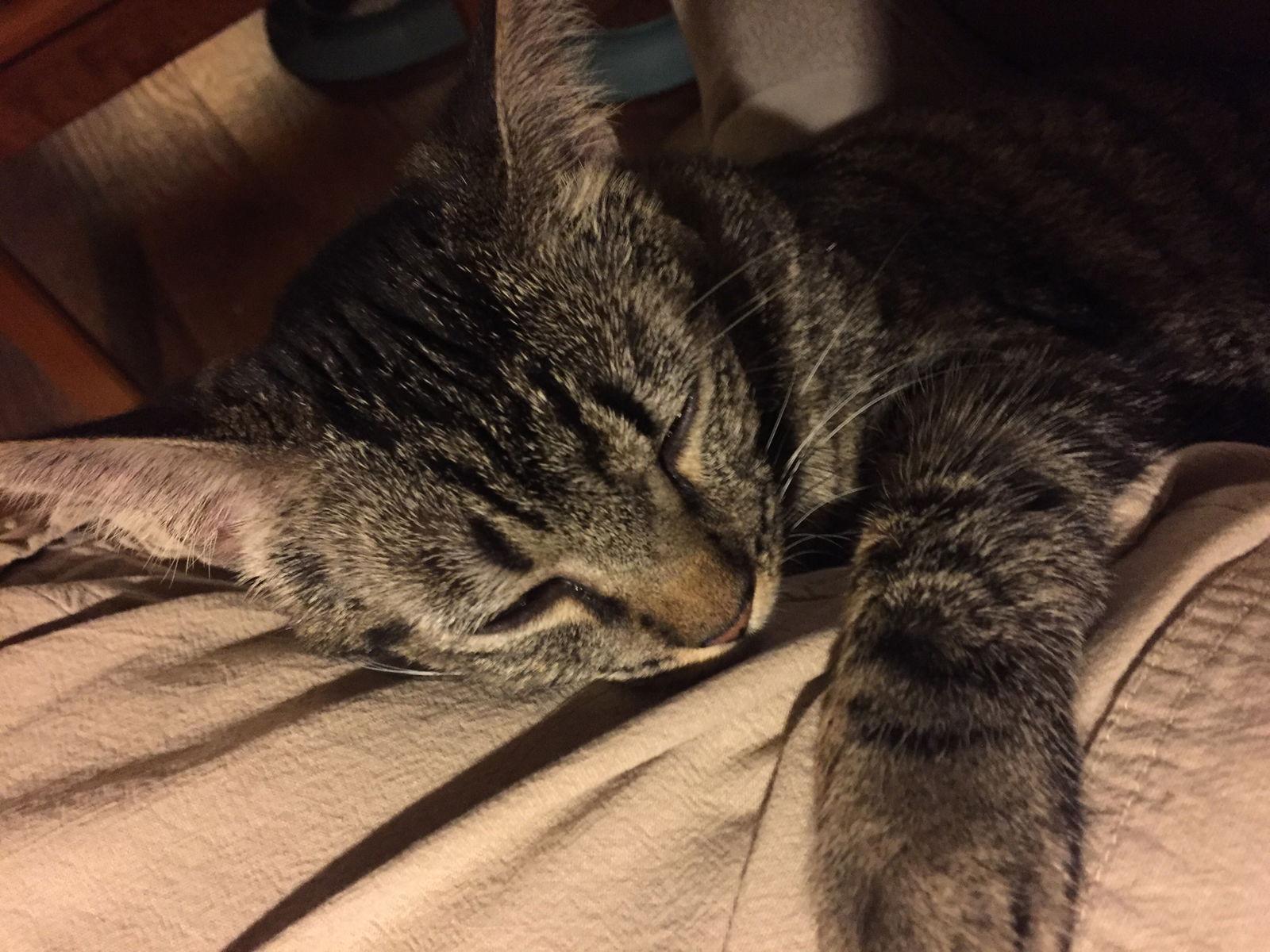 Daphne, Adoptable, Adult Female Domestic Short Hair & Tabby.