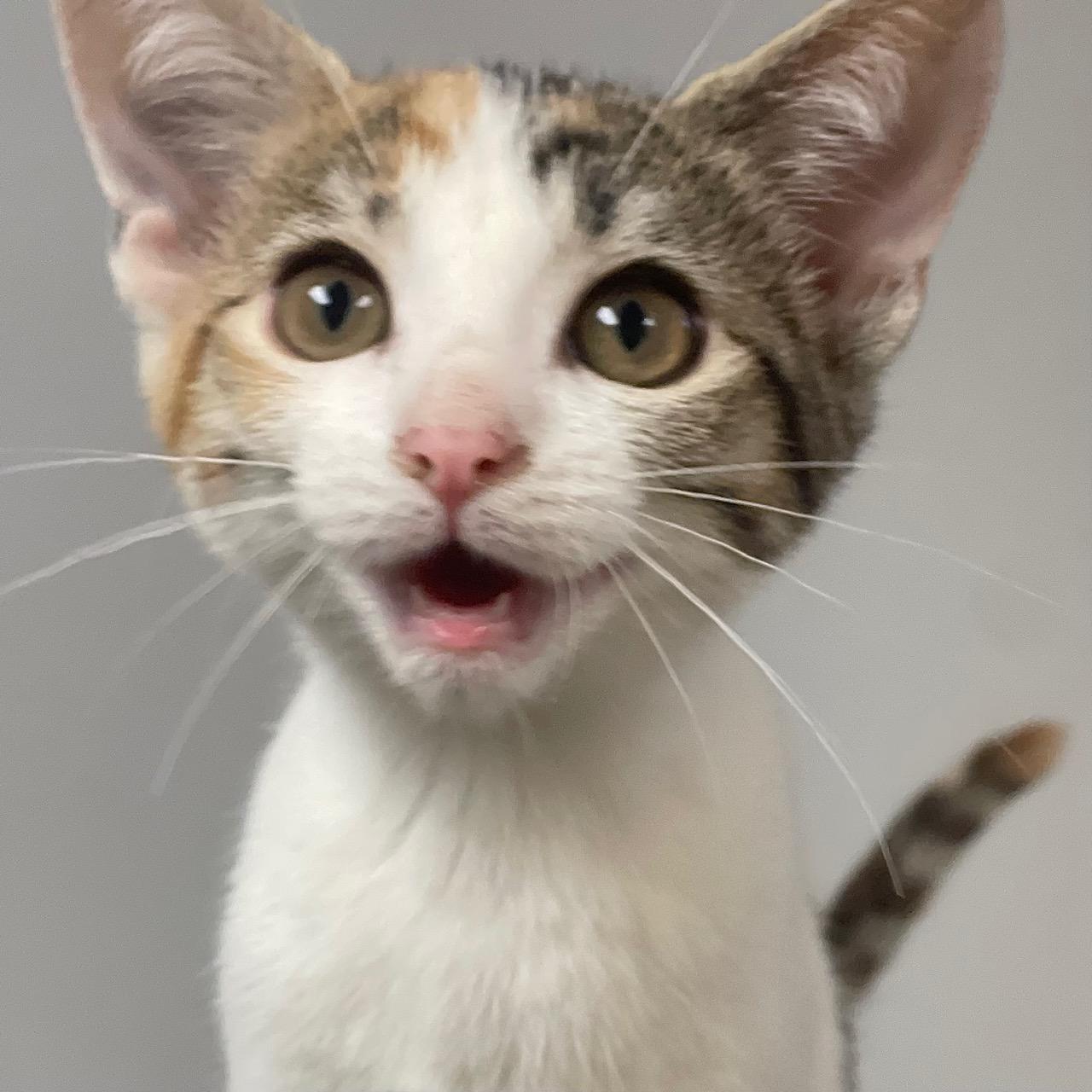 Shasta, an adopted mixed breed in Racine, WI image 5/6