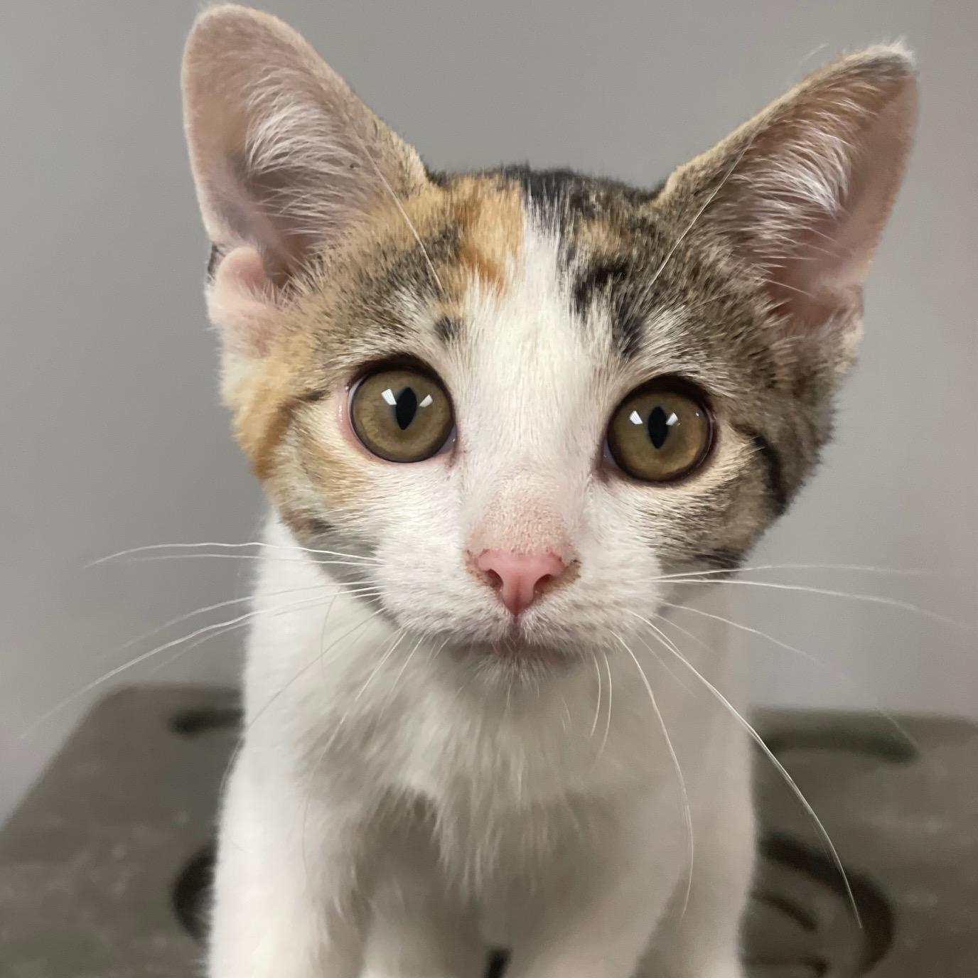 Shasta, adopted, Kitten Female Domestic Short Hair & Tabby.
