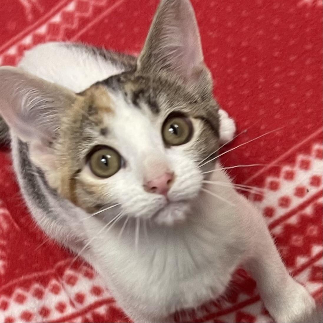 Shasta, an adopted mixed breed in Racine, WI image 2/6