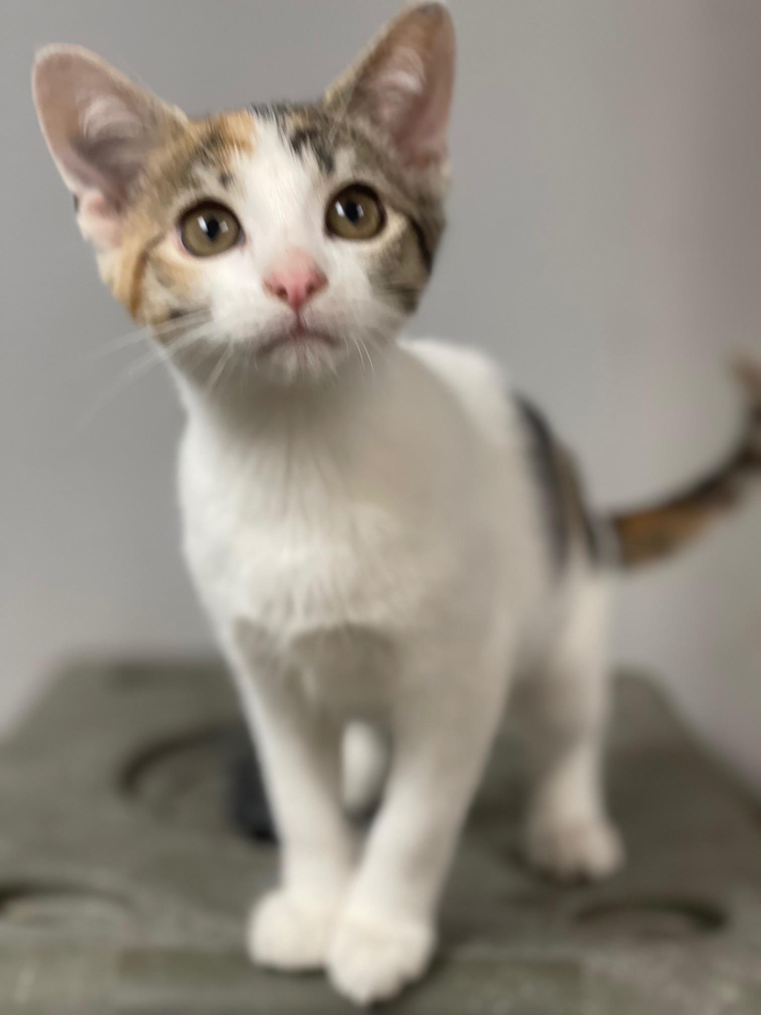 Shasta, an adopted mixed breed in Racine, WI image 3/6