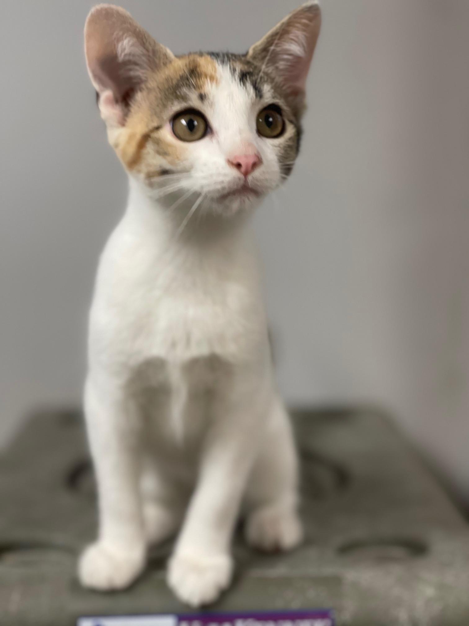 Shasta, an adopted mixed breed in Racine, WI image 4/6