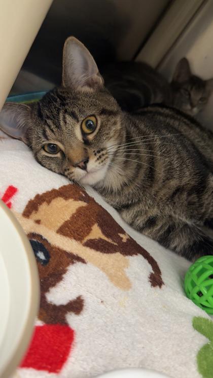 Chez, Adoptable, Kitten Male Domestic Short Hair & Domestic Short Hair.
