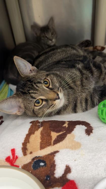 Chez, a Adoptable Domestic Short Hair in Norfolk, VA image 2/3