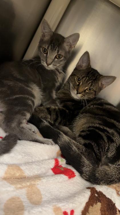 Chez, a Adoptable Domestic Short Hair in Norfolk, VA image 3/3