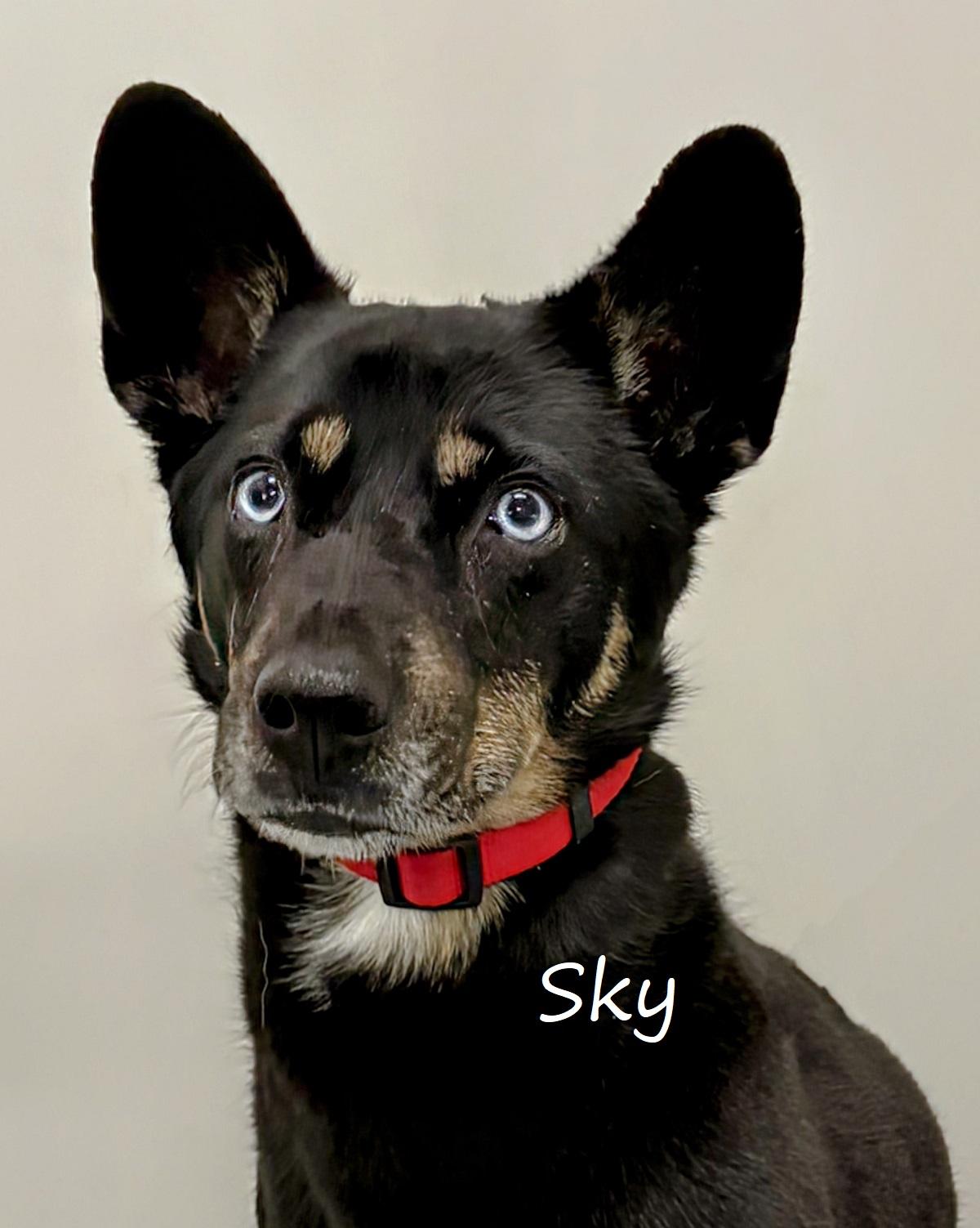 Sky, Adult Female unknown