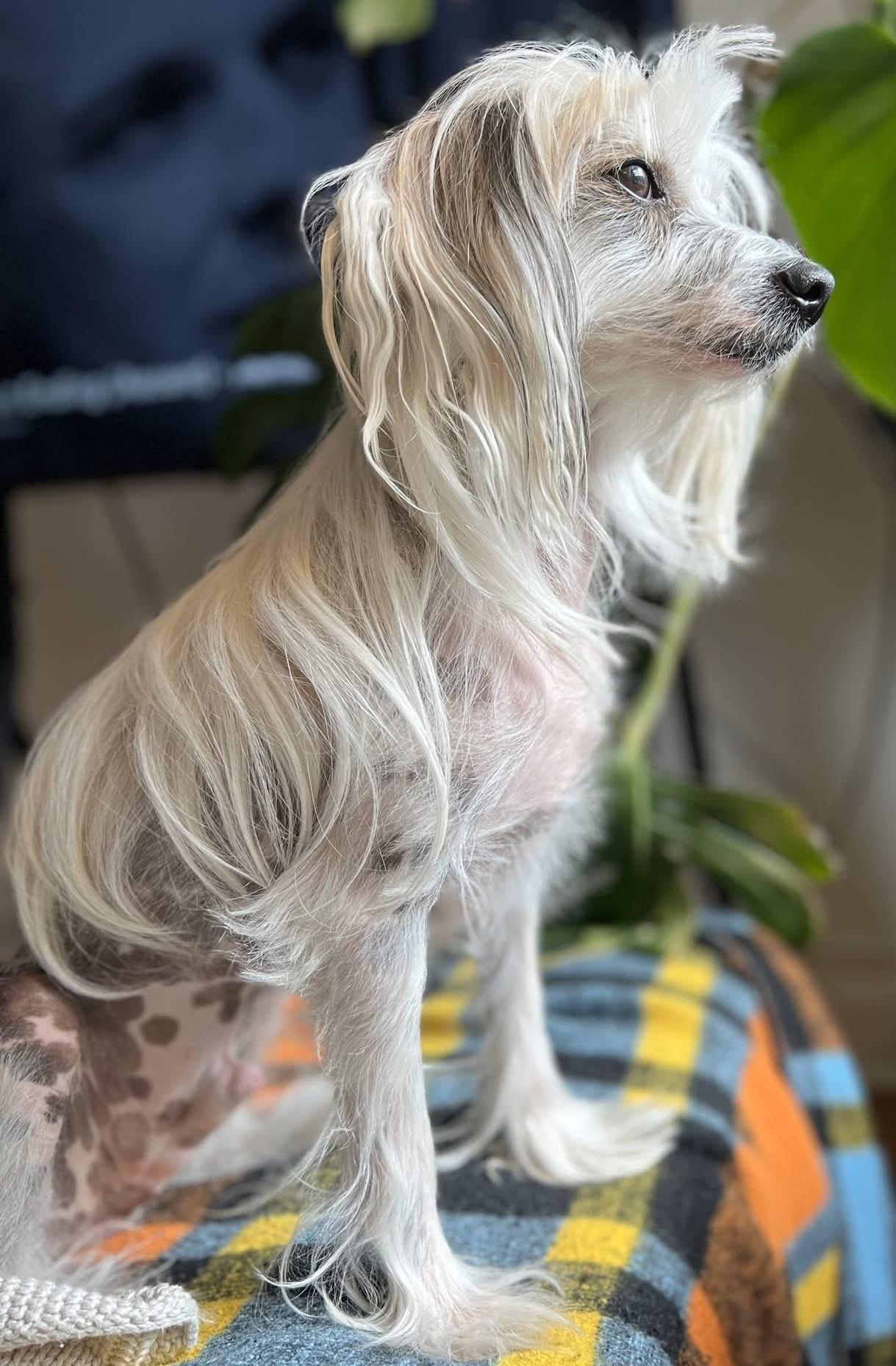 Enlarge JULIEN, a Adopted Chinese Crested Dog in Montreal, QC image 1/1