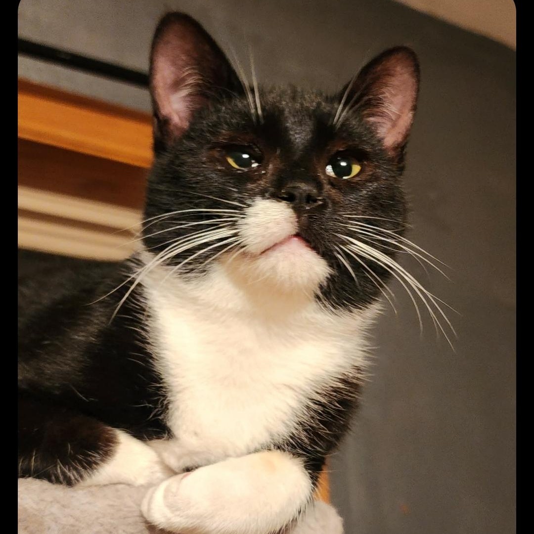Enlarge Tux, an adopted Domestic Short Hair in Pardeeville, WI image 1/2