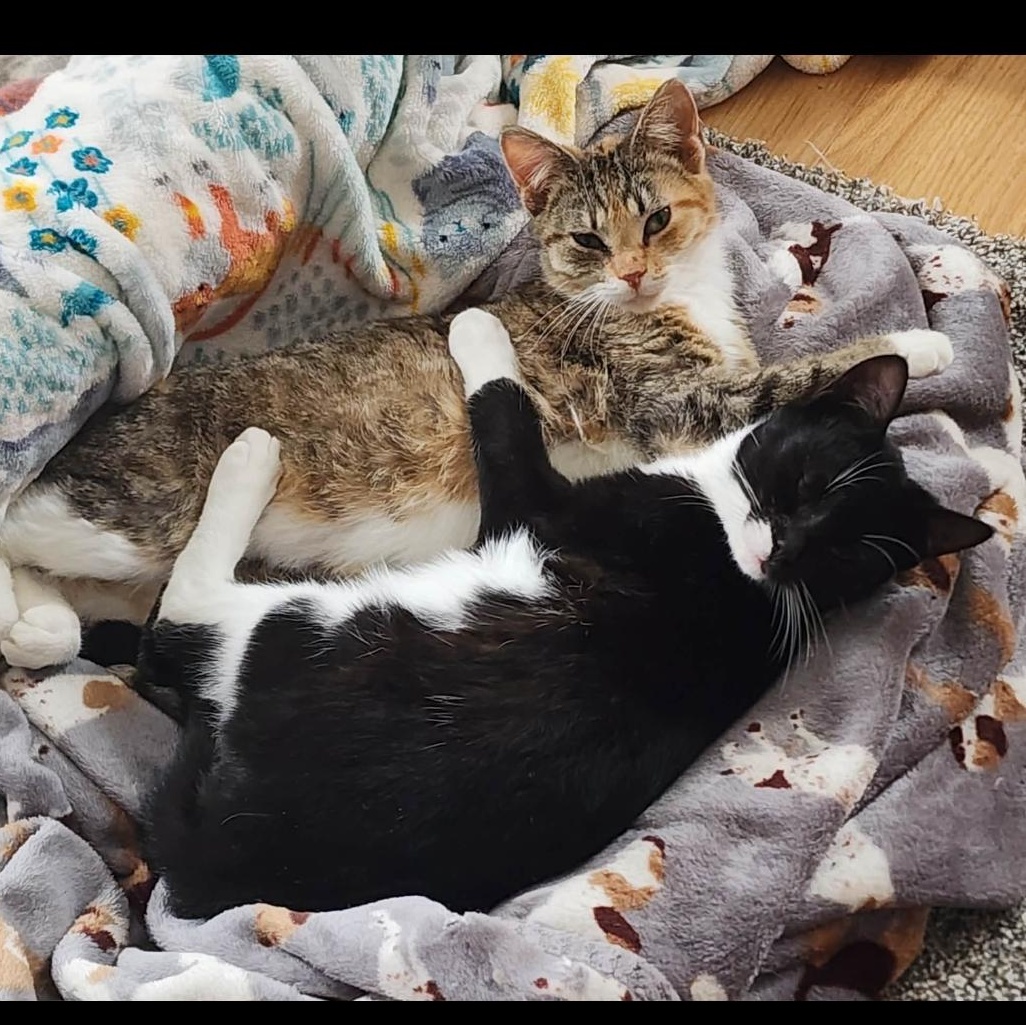 Enlarge Tux, an adopted Domestic Short Hair in Pardeeville, WI image 2/2