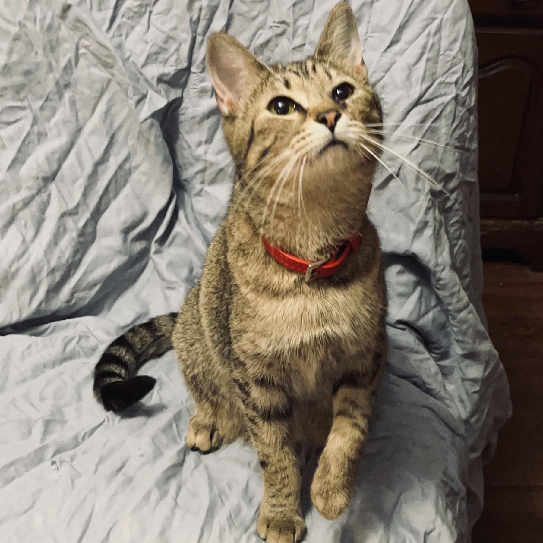 Sugar Baby — thumbnail 2