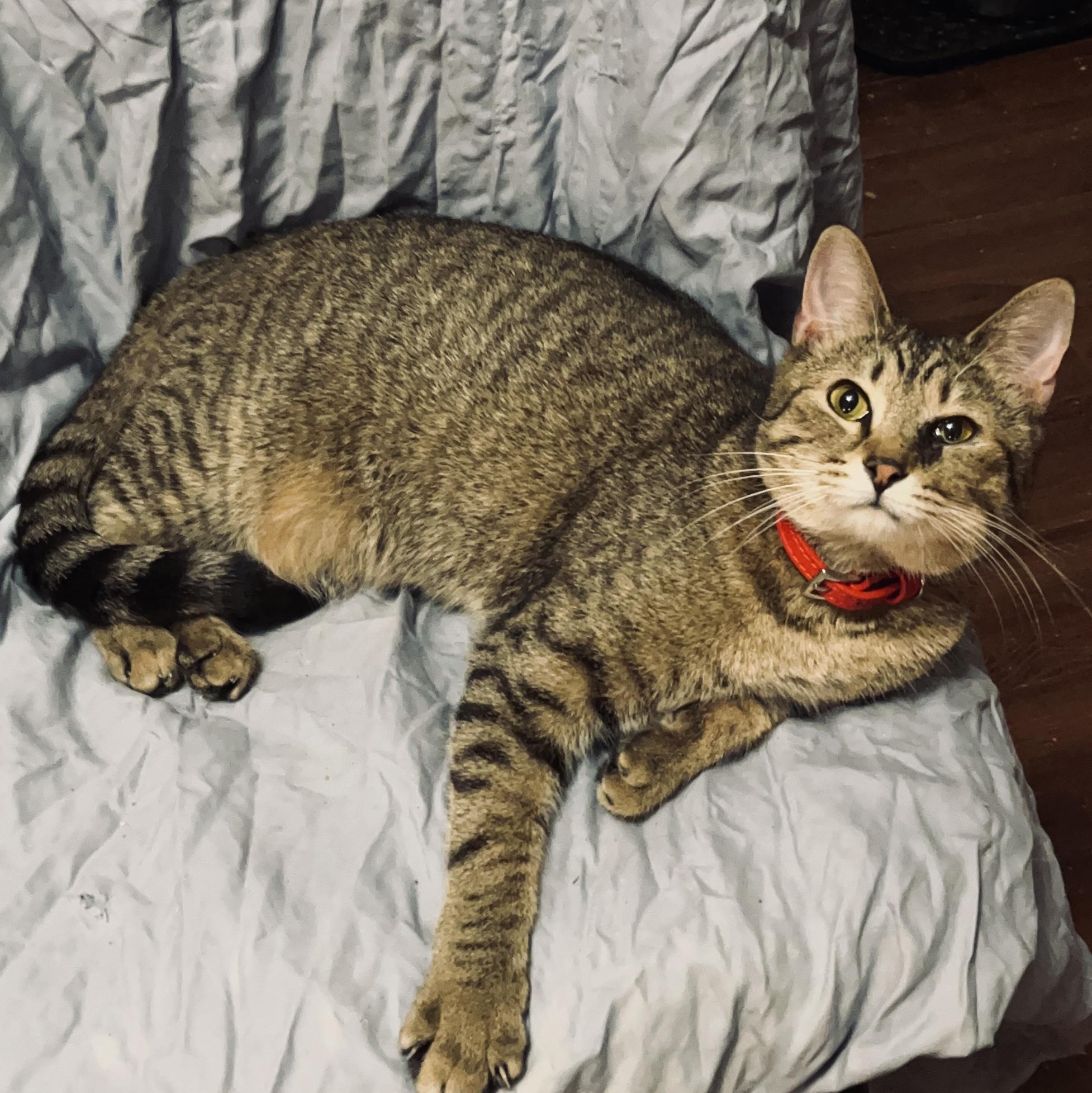 Sugar Baby — thumbnail 4