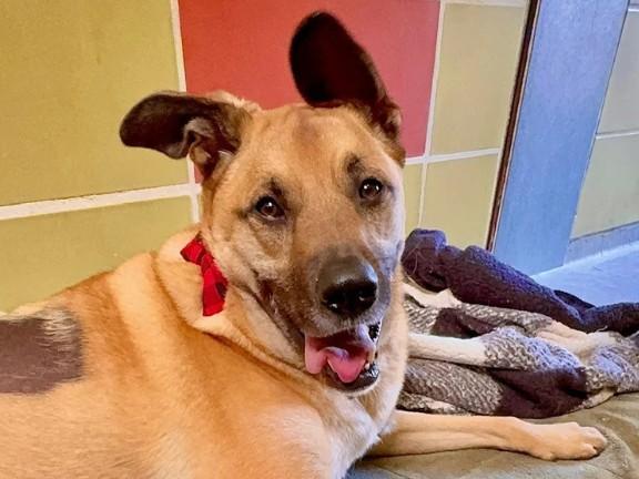 ACE, Adoptable, Adult Male German Shepherd Dog & Mixed Breed.
