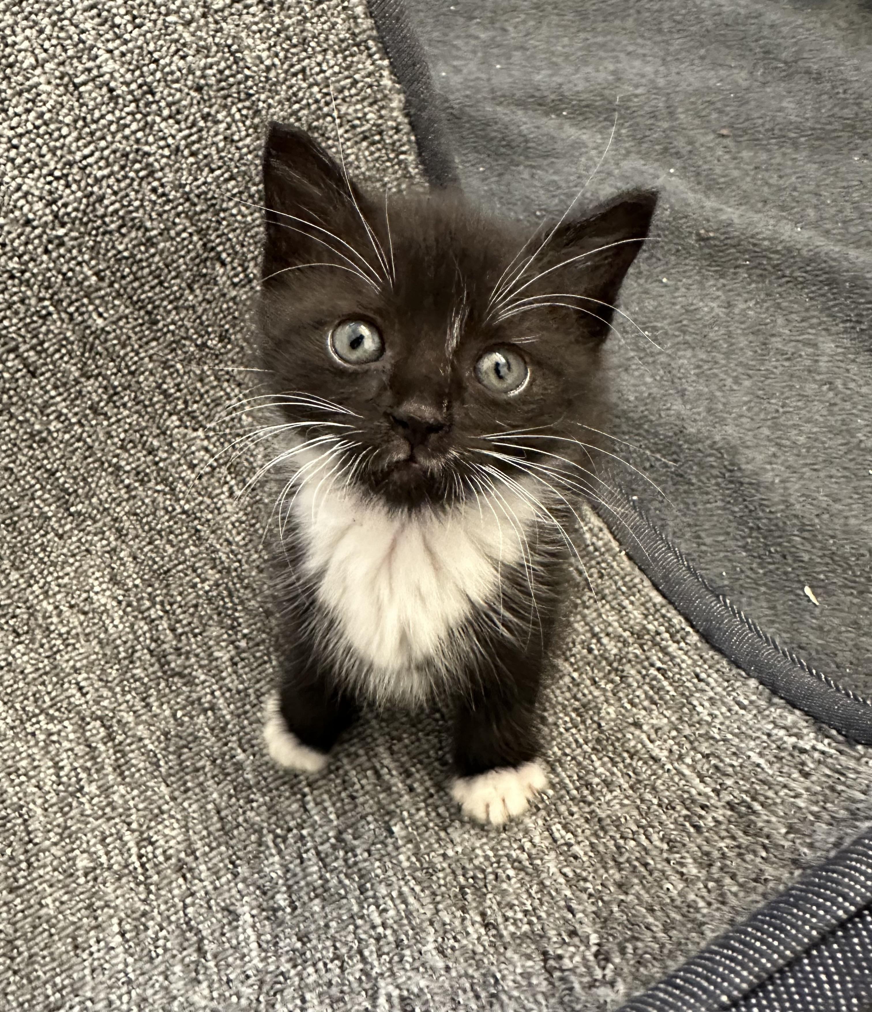 Enlarge Jasper, a ADOPTABLE Domestic Short Hair in Charlotte, NC image 1/1