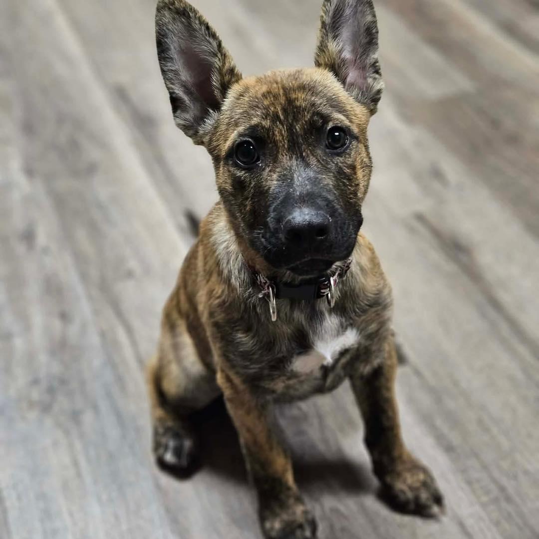 Nutmeg, ADOPTABLE, Puppy Female Shepherd.