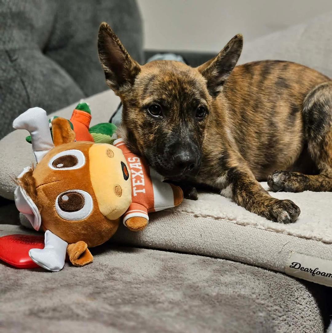 Enlarge Nutmeg, a ADOPTABLE mixed breed in Broken Arrow, OK image 4/5