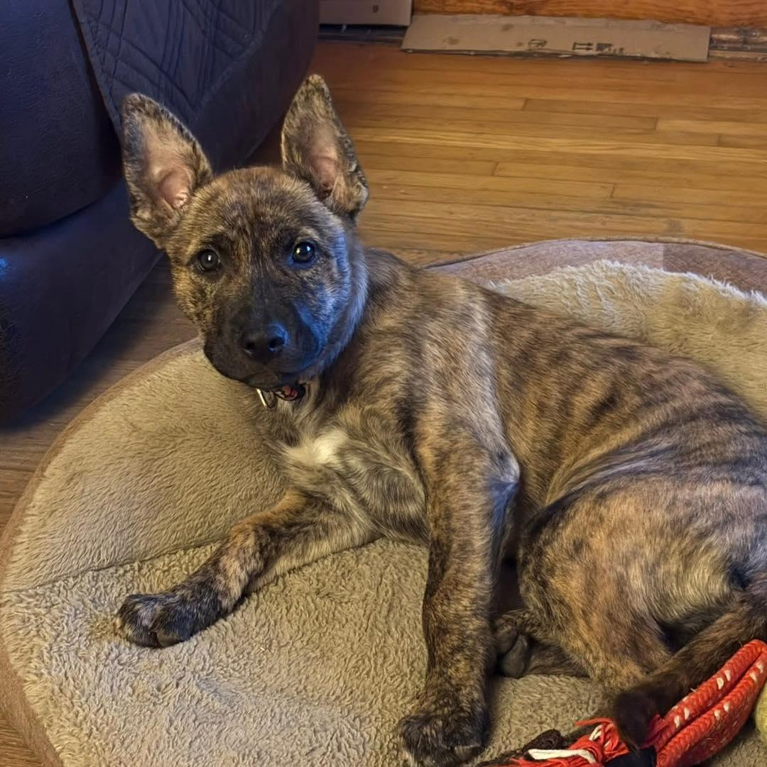 Enlarge Nutmeg, a ADOPTABLE mixed breed in Broken Arrow, OK image 2/5