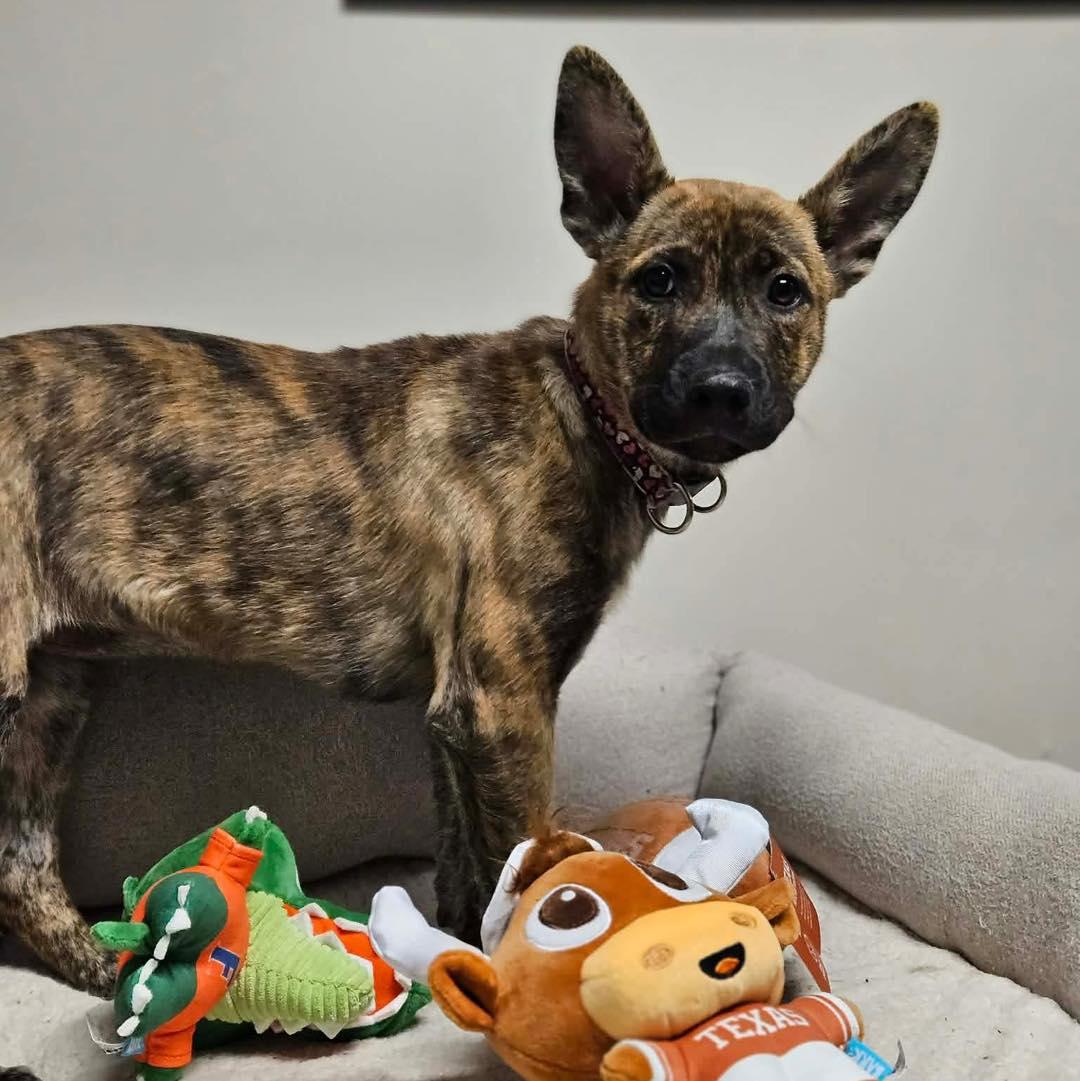 Enlarge Nutmeg, a ADOPTABLE mixed breed in Broken Arrow, OK image 3/5