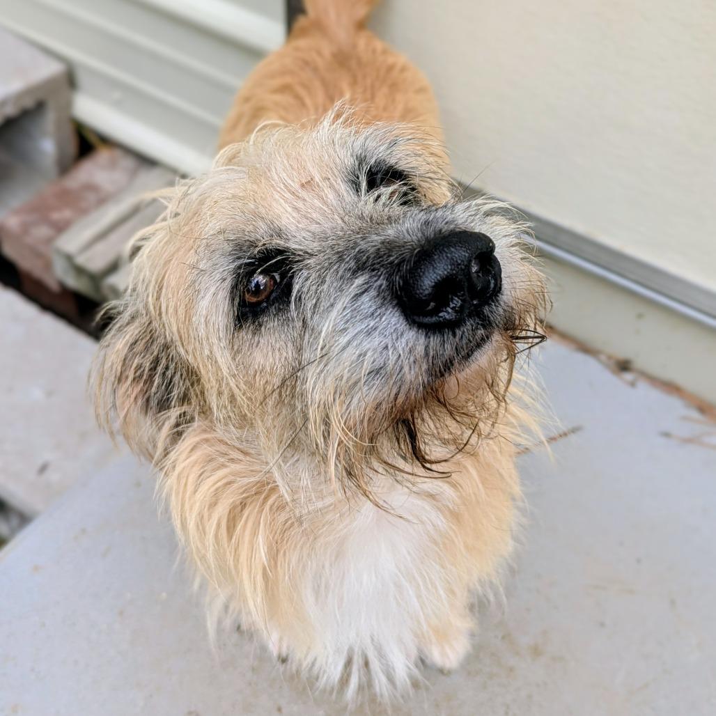 Spy, Adoptable, Adult Male Cairn Terrier.