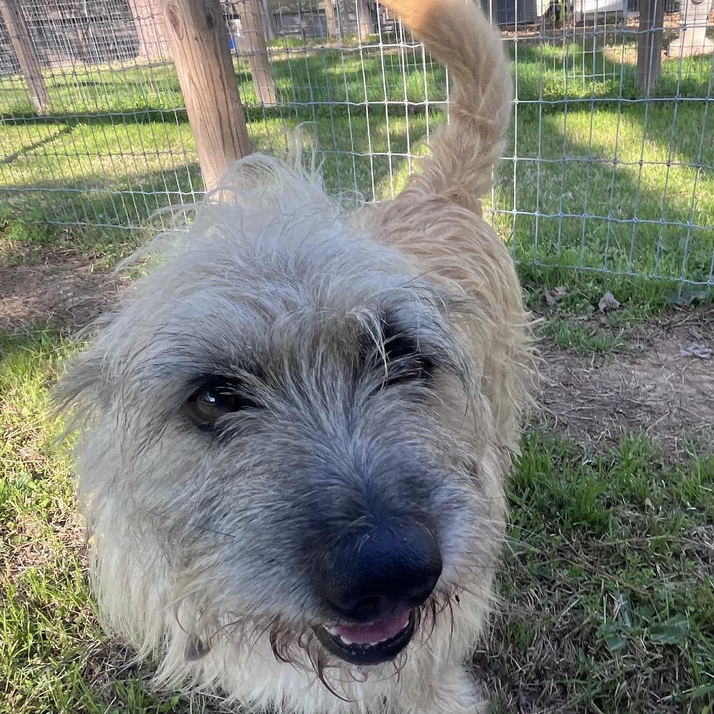 Enlarge Spy, a Adoptable Cairn Terrier in Houston, TX image 1/6