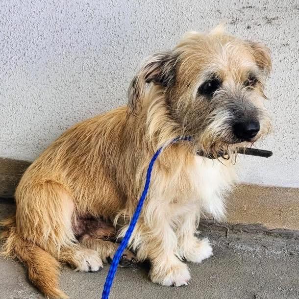 Enlarge Spy, a Adoptable Cairn Terrier in Houston, TX image 1/6
