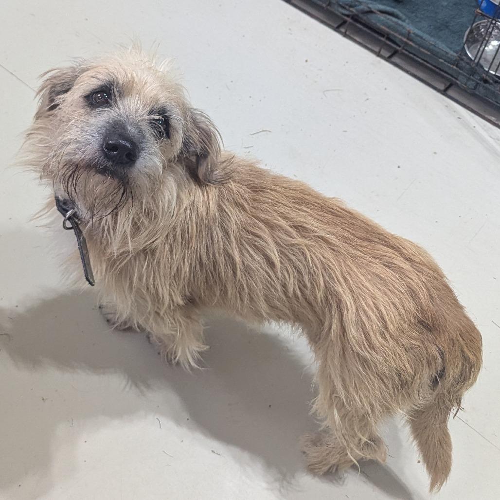 Enlarge Spy, a Adoptable Cairn Terrier in Houston, TX image 2/6