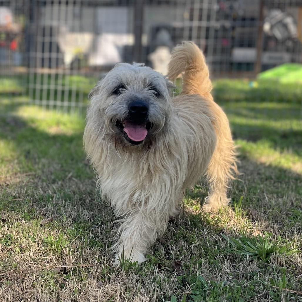 Enlarge Spy, a Adoptable Cairn Terrier in Houston, TX image 3/6
