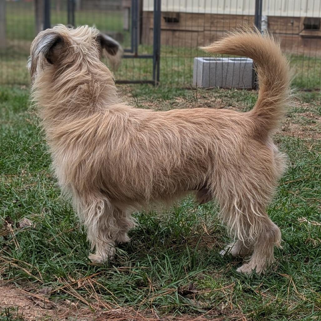 Spy, a Adoptable Cairn Terrier in Houston, TX image 2/5
