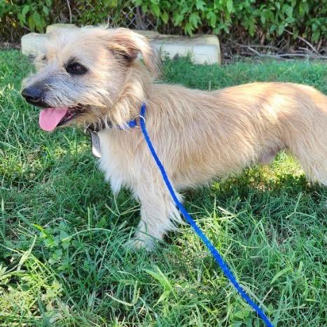Enlarge Spy, a Adoptable Cairn Terrier in Houston, TX image 3/6
