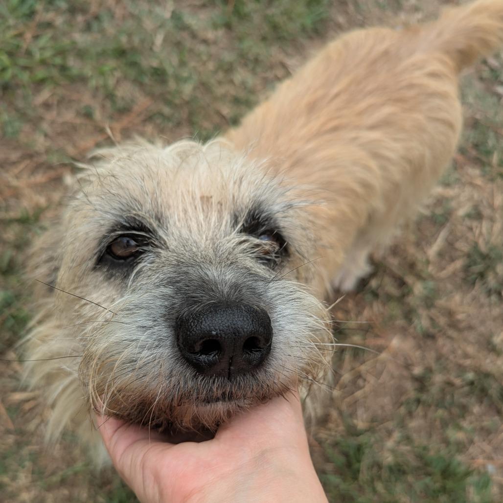 Spy, a Adoptable Cairn Terrier in Houston, TX image 3/5