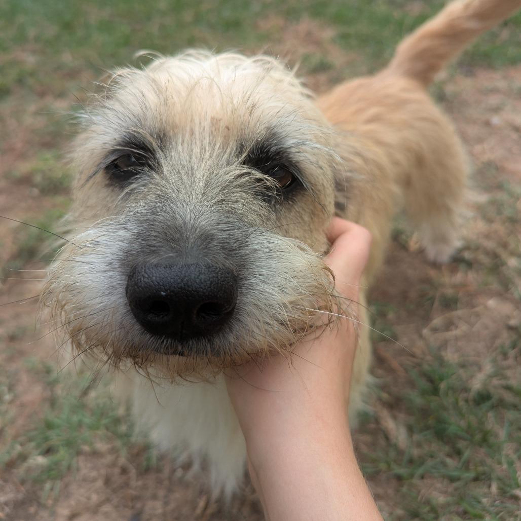 Spy, a Adoptable Cairn Terrier in Houston, TX image 4/5